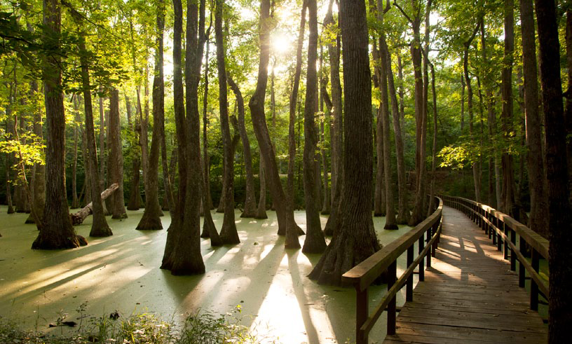 Cypress Swamp, Natchez Trace Parkway, milepost 122